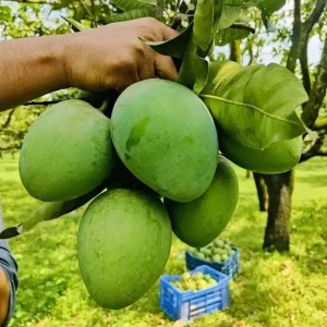 Harivangha-হাঁড়িভাঙ্গা