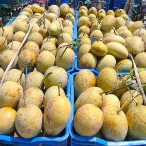 Fozli-ফজলি আম