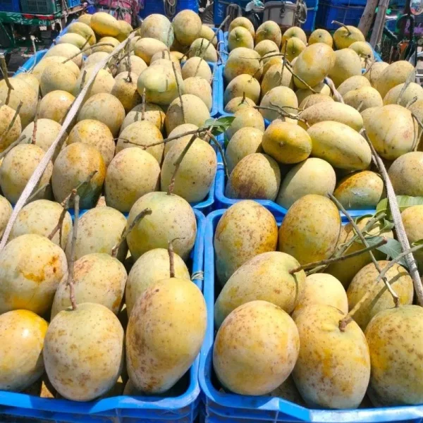 Fozli-ফজলি আম