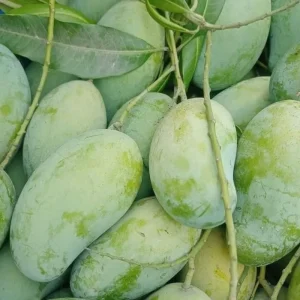 Amrupali-আম্রপালি