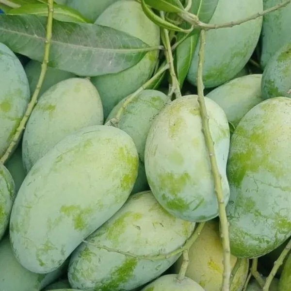 Amrupali-আম্রপালি