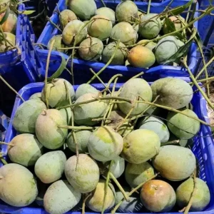 Bari-4-বারি-৪