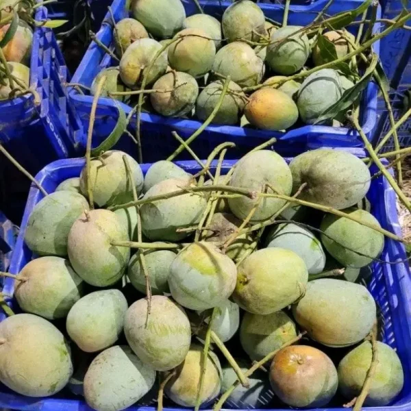 Bari-4-বারি-৪