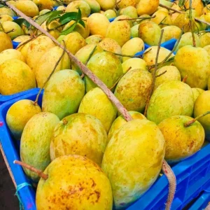 Katimon-কাটিমন