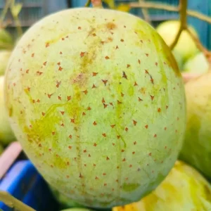 Gormoti-গৈাড়মতি