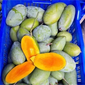 NakFozli-নাকফজলি