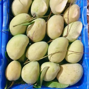 Bari-11-বারি-১১
